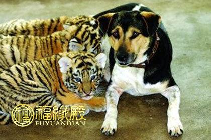 属狗和属狗生虎宝宝福星增添运势