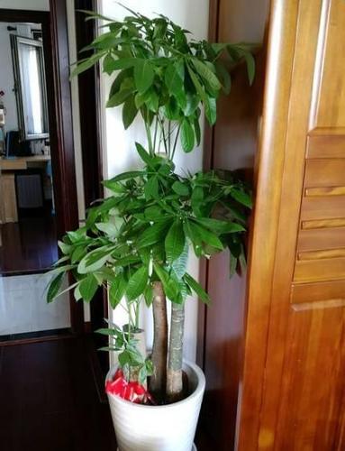 种在大门口会旺财的树