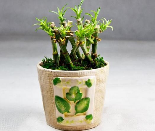 属兔家里放什么植物