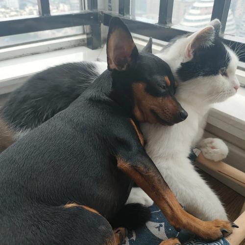 梦见抱一只猫 梦见抱一只猫和一只狗