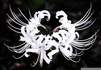 白色彼岸花绽放于天堂