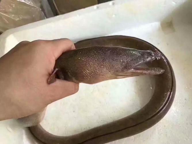 土龙年是哪些年份