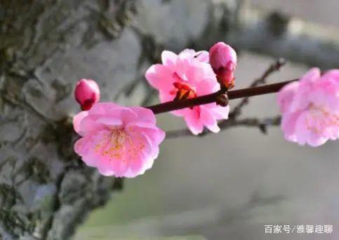 缘分与桃花敞开心扉