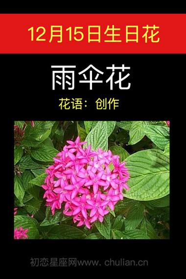 12月15日花语:两伞花,生日花语创作