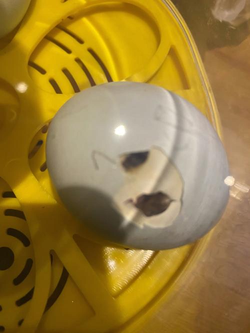 女人梦见鸡孵蛋有什么征兆