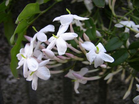 不常见花花语:素馨花花语是什么?