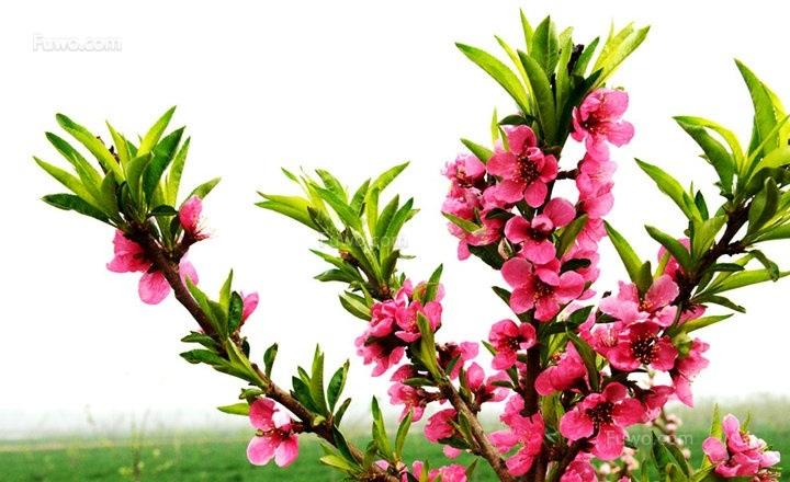 催桃花用什么花最好