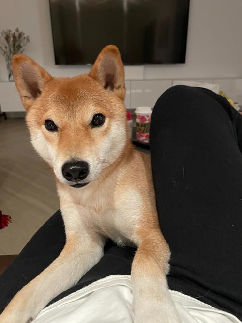 好听的小柴犬名字大全