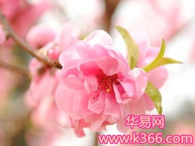 周公解梦孕妇梦见花是什么意思