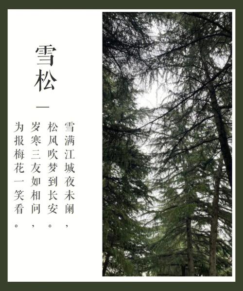 梦见雪松