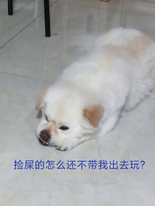 梦见养狗