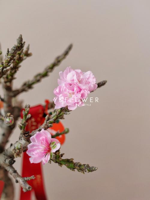 摆放什么植物可以招桃花