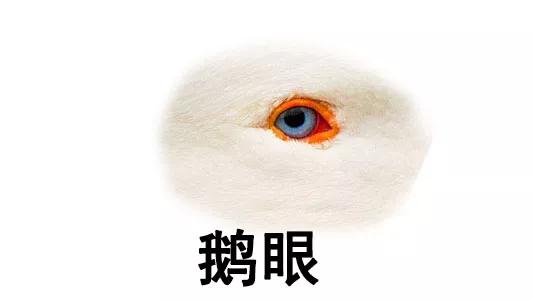 鹅眼面相解析 鹅眼是什么样的