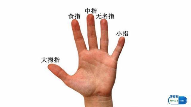 食指与无名指长度透露着什么?