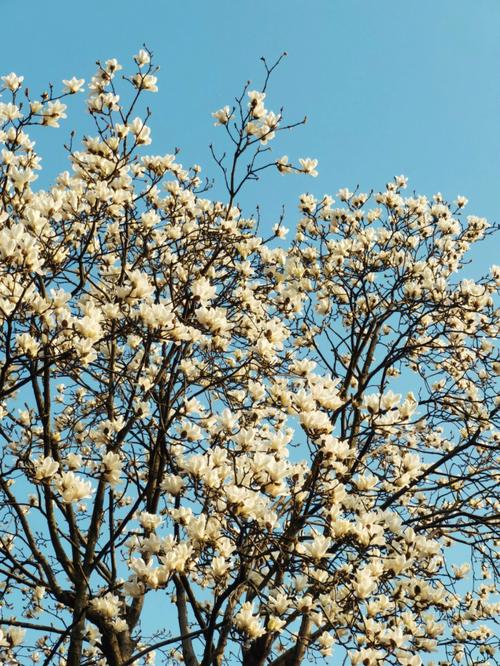 花语传说:木兰花花语及传说