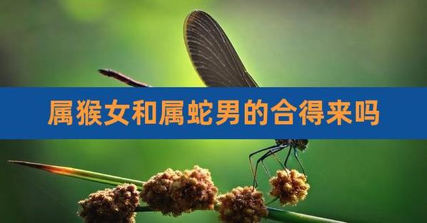 属猴男的和属蛇女的相配吗