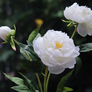 梦见假芍药花