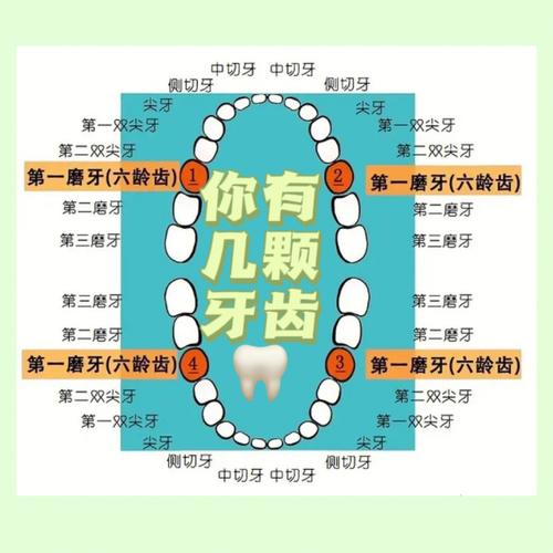 话说32颗牙齿究竟是怎么一回事呢