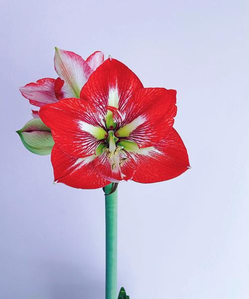 朱顶红花语:渴望被爱,追求爱