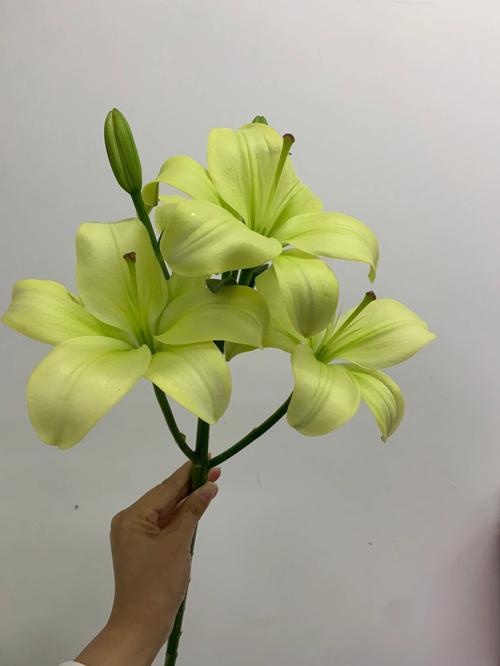 女朋友生气了 就买束百合花给她吧