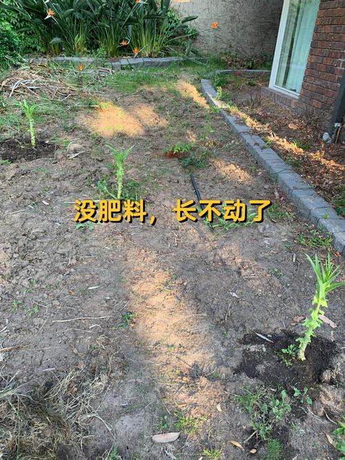 女人梦见地里玉米苗有什么寓意