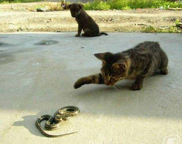 梦见猫抓蛇 梦见猫抓蛇,后来扔我身上