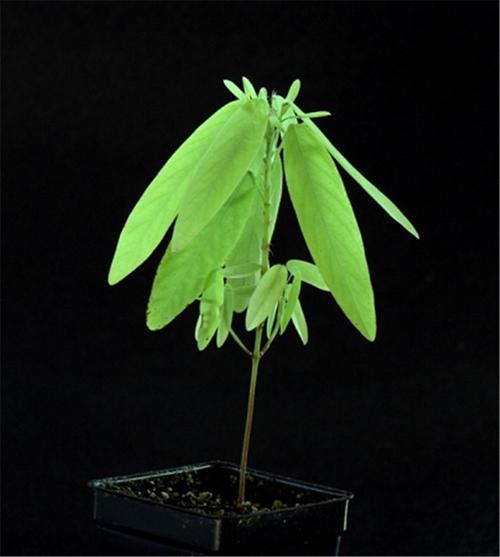 跳舞草的花语和象征代表意义