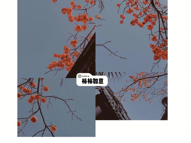 门前种柿子树有哪些风水禁忌?摆放不好可能使家中灾难连连