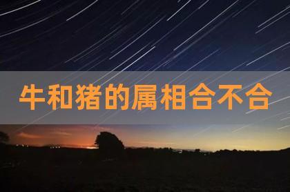 牛和猪的属相合不合婚姻