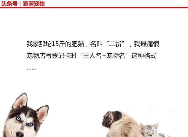 那些搞笑的宠物名字