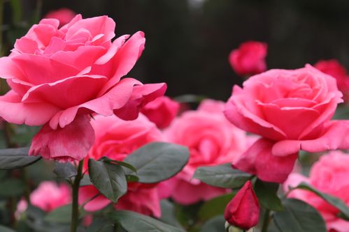 梦见玫瑰花开