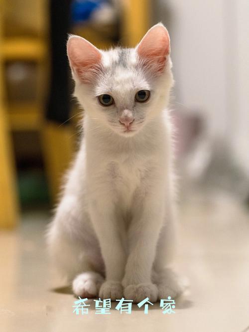 梦见抱一只白色猫