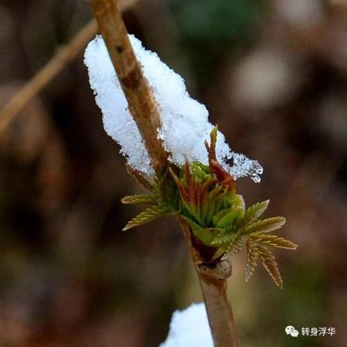 梦见雪融化小草发芽