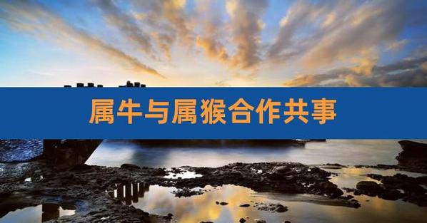 属牛与属牛事业能不能合作