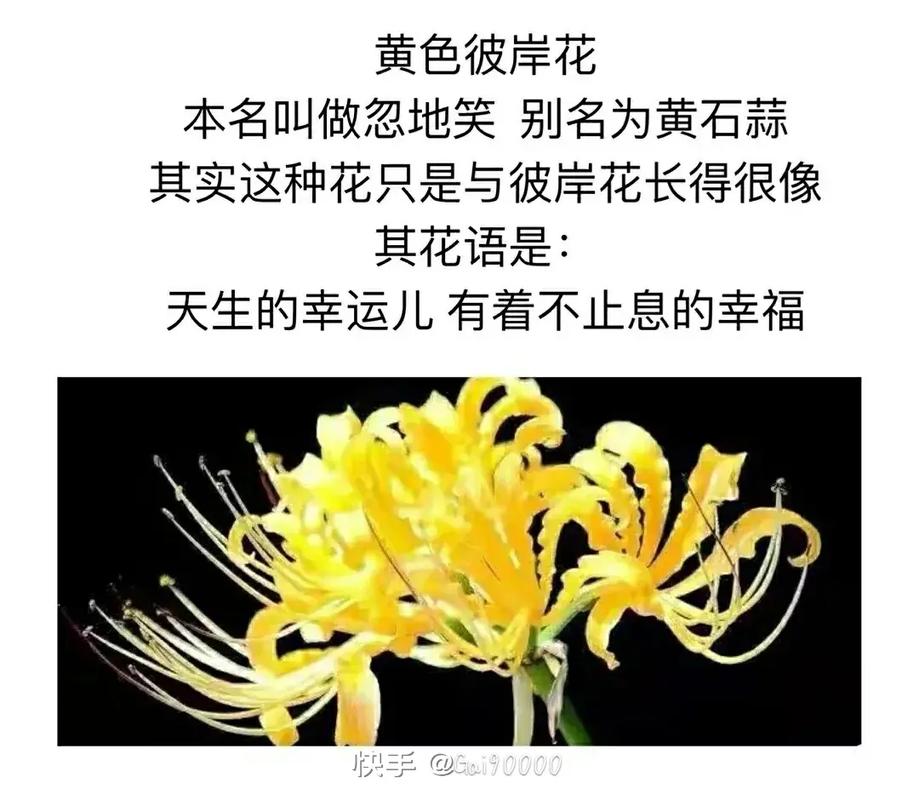 曼陀罗华的花语