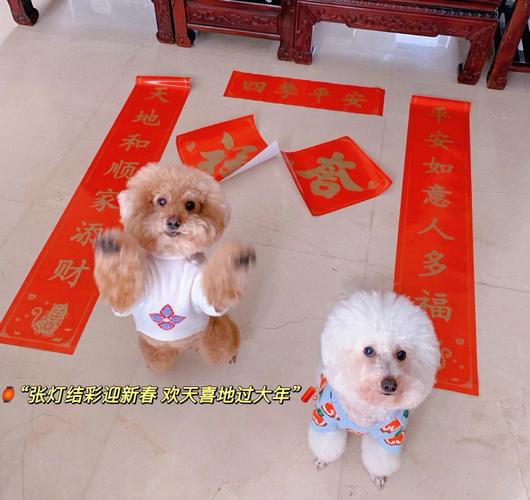 82年狗38岁是个劫