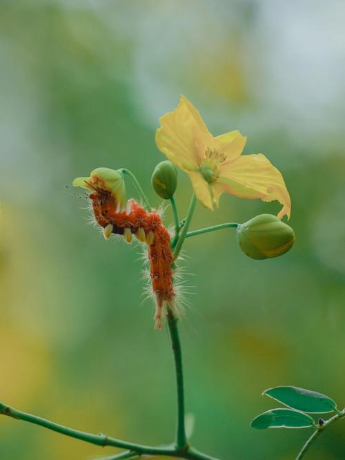 梦见小黄花