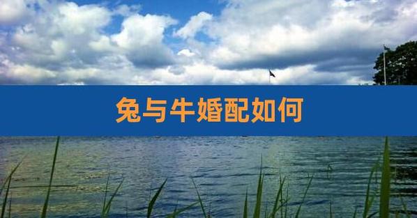 免和牛的婚姻如何