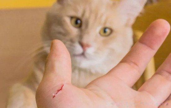 梦见被猫抓咬是什么意思