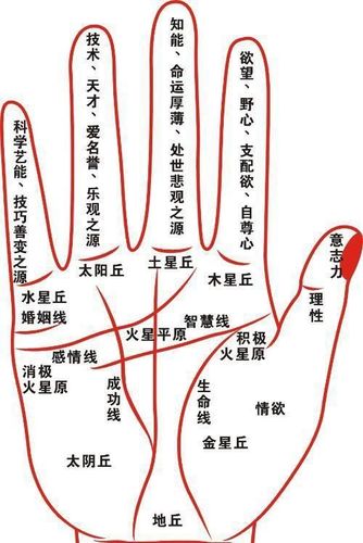 具有魅力的人都有哪些手相特征?