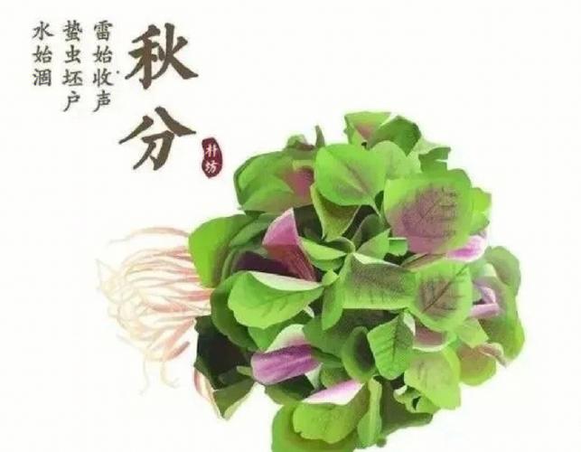 属猪出生在秋分的人是什么样的命运?秋分吃秋菜?
