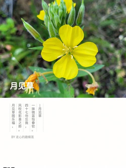 月见草的花语,月见草的传说