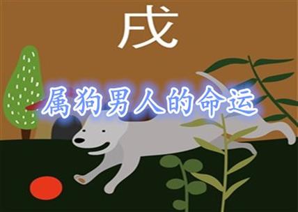 属狗人盲目买了多少不实用的东西