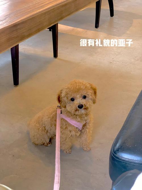 属狗女拒绝疯狂追求者的原因