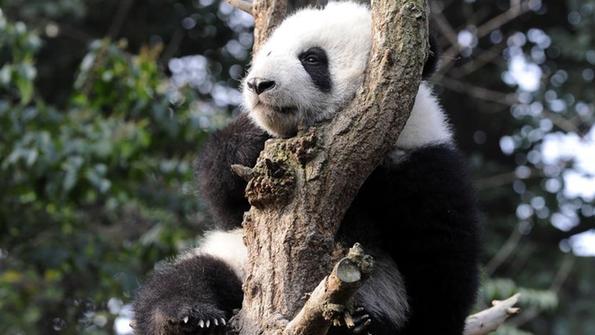 梦见大熊猫晒太阳