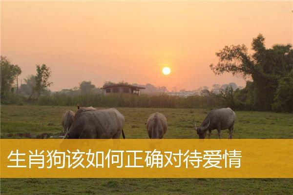 属狗如何拥有爱情