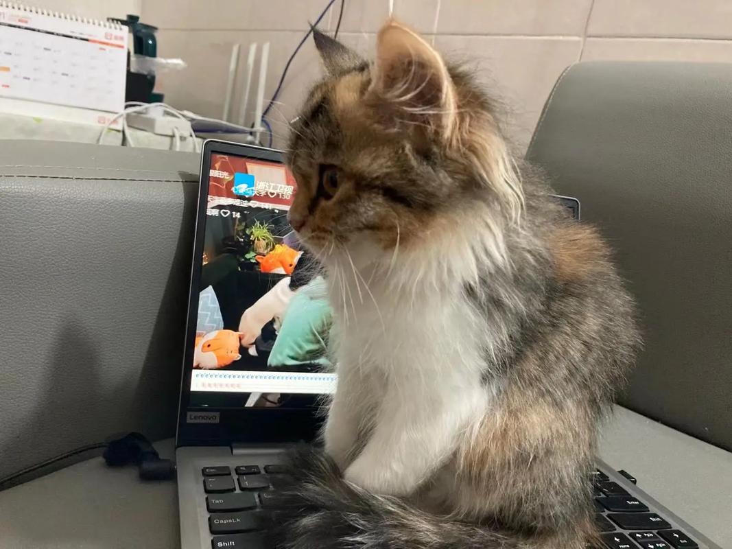 梦到猫跑到家里被赶走