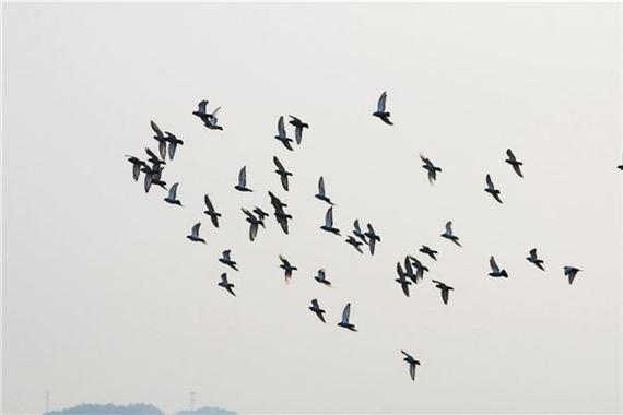 梦见天空密集好多鸟
