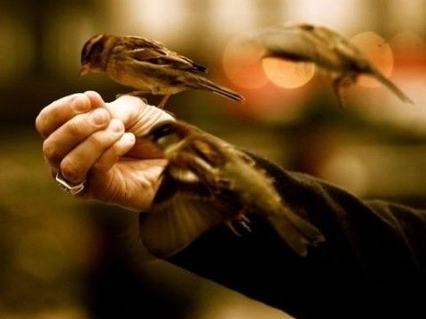 梦见鸟到手上