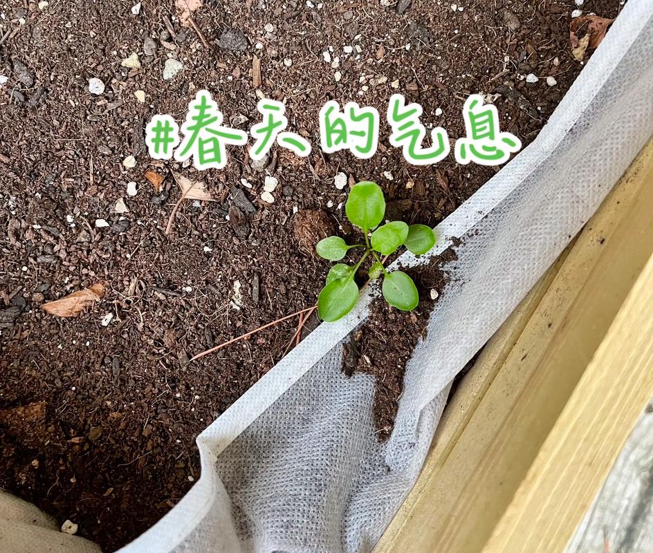 梦见菜圃周公解梦,梦见菜圃是什么意思?